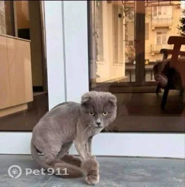 Найдена кошка в Нальчике — фото питомца