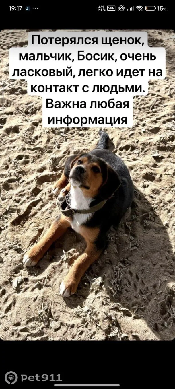 Пропала собака в Нальчике — фото питомца
