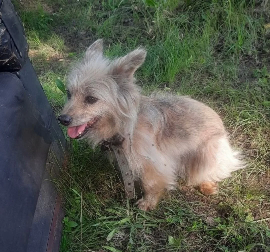 Пропала собака в Тамбове — фото питомца