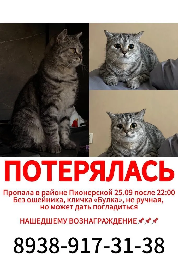 Пропала кошка в Нальчике — фото питомца