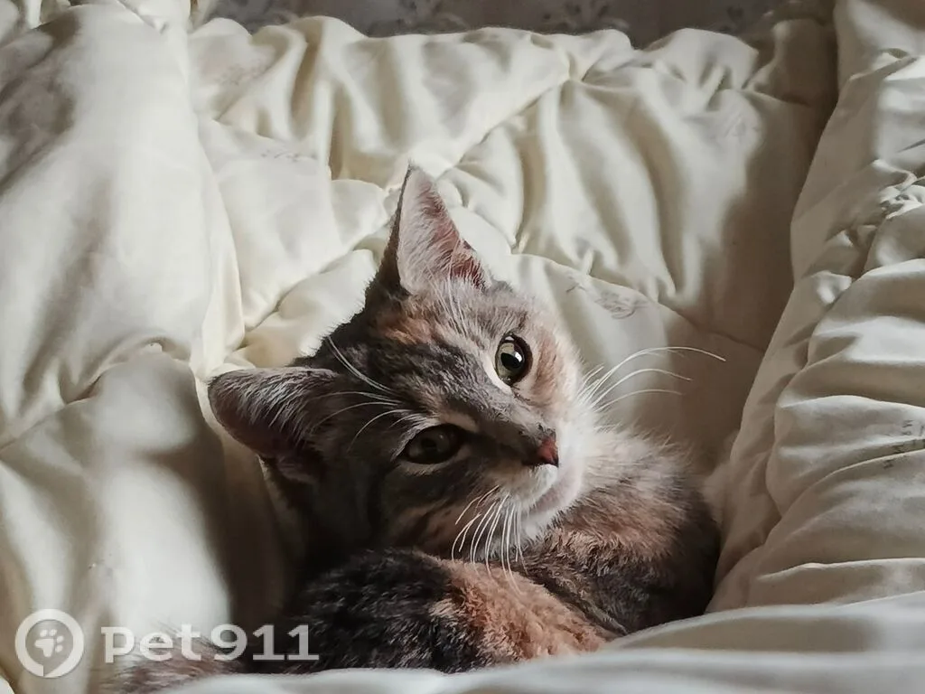 Найдена кошка в Нальчике — фото питомца