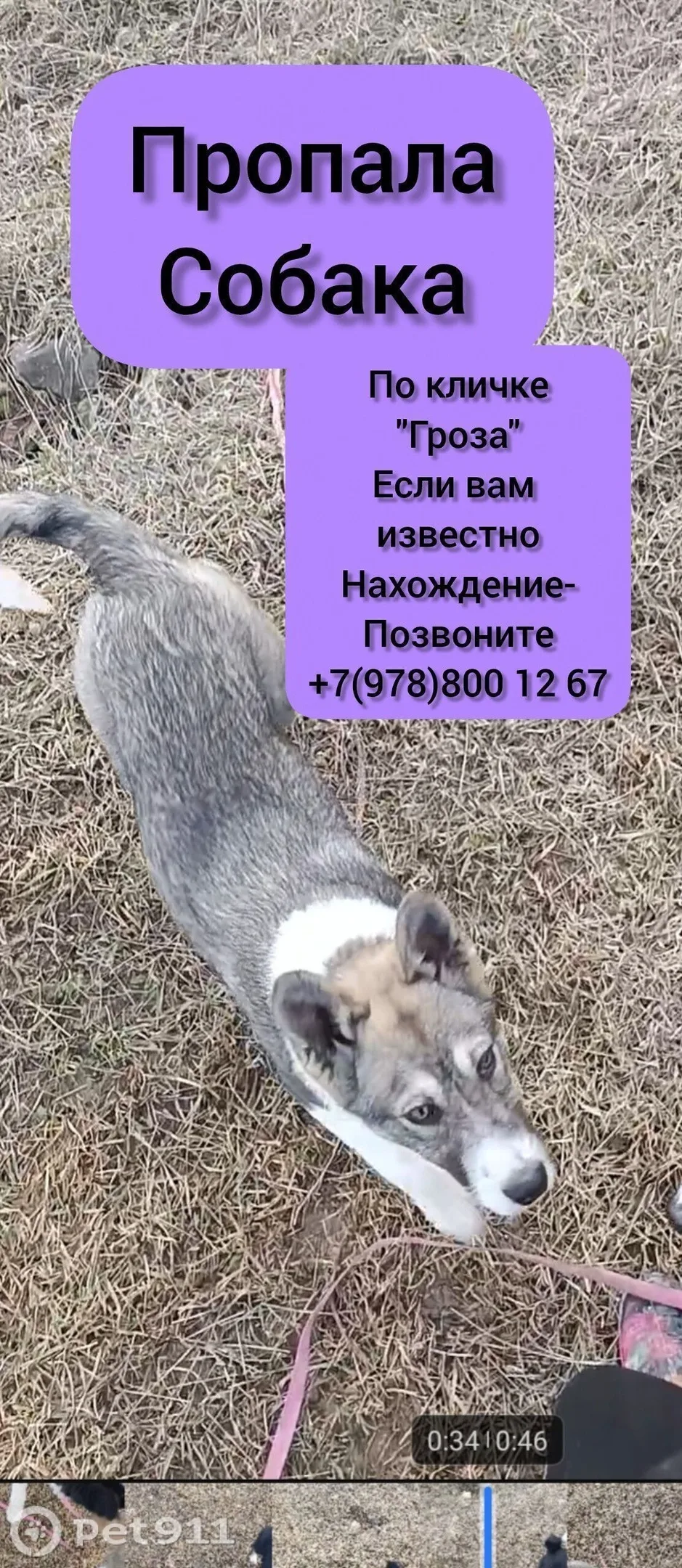 Пропала собака в Нальчике — фото питомца