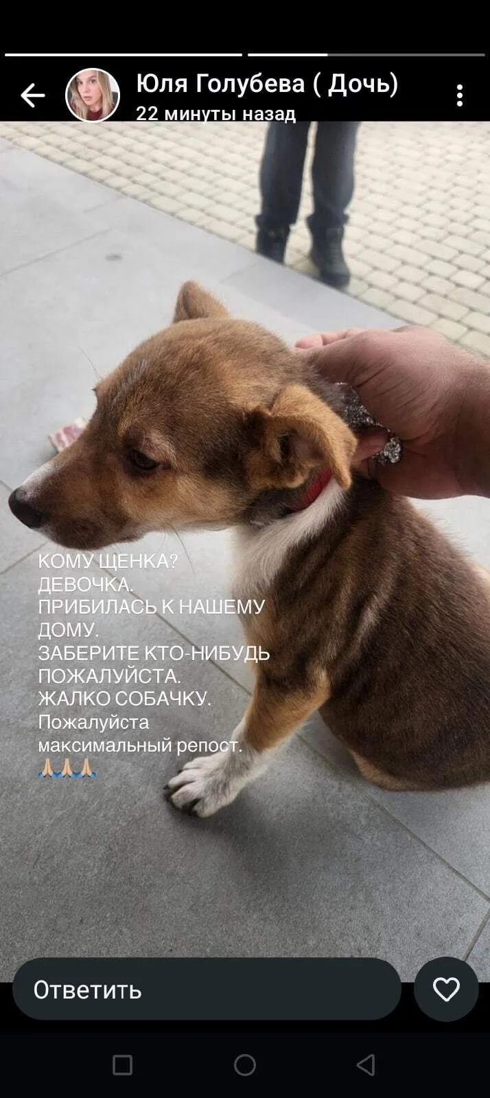 Найдена собака в Тамбове — фото питомца