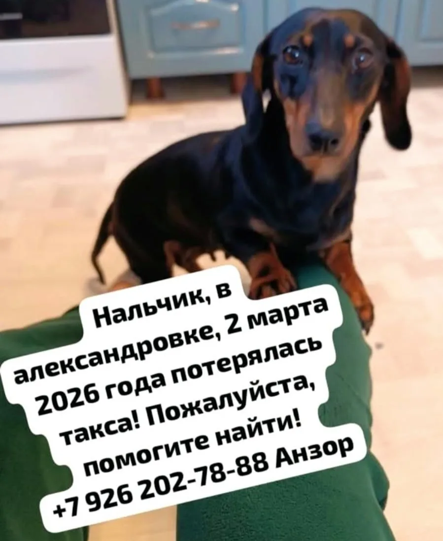 Пропала собака в Нальчике — фото питомца