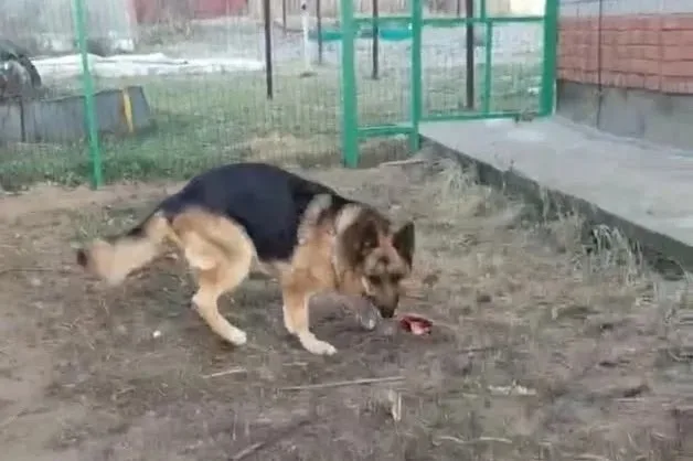 Пропала собака в Нижнекамске — фото питомца