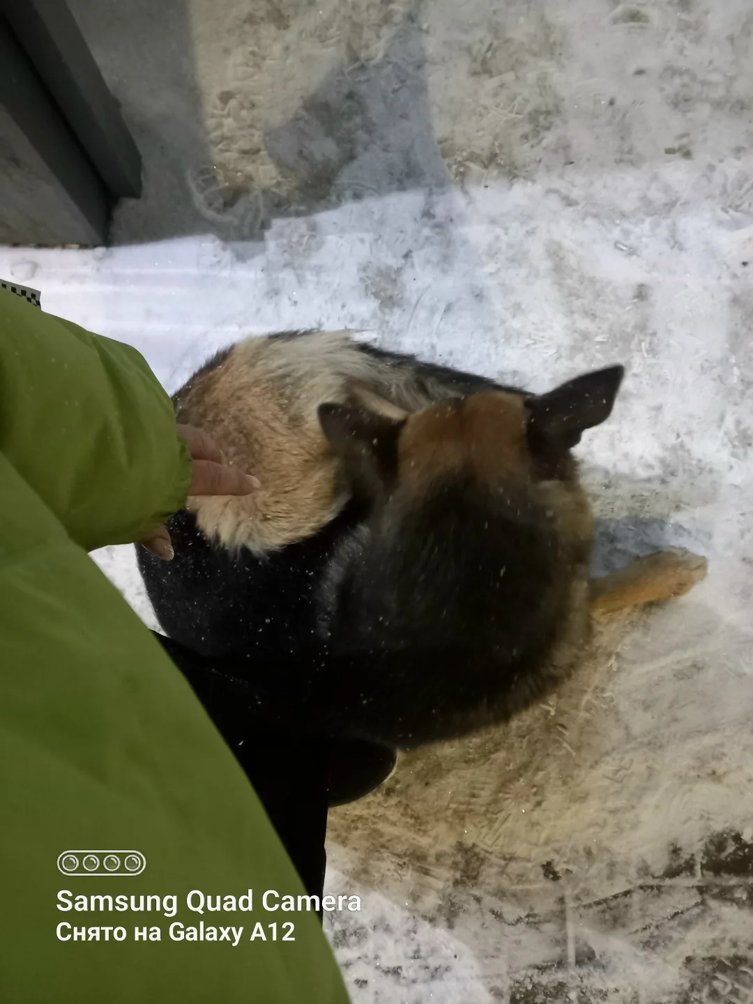 Пропала собака в Нижнекамске — фото питомца