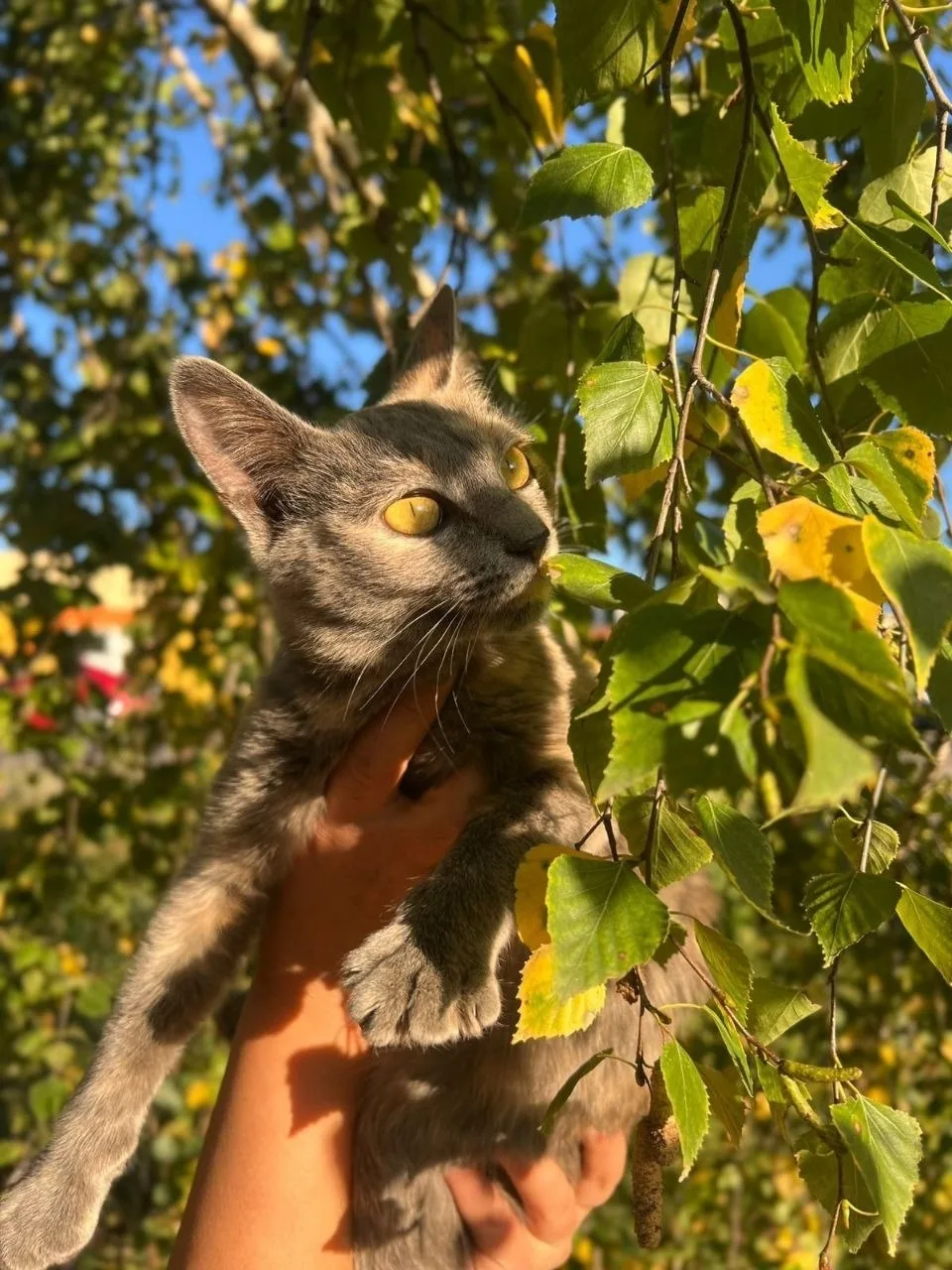 Найдена собака в Тамбове — фото питомца