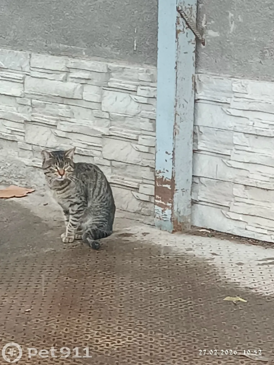 Найдена кошка в Нальчике — фото питомца