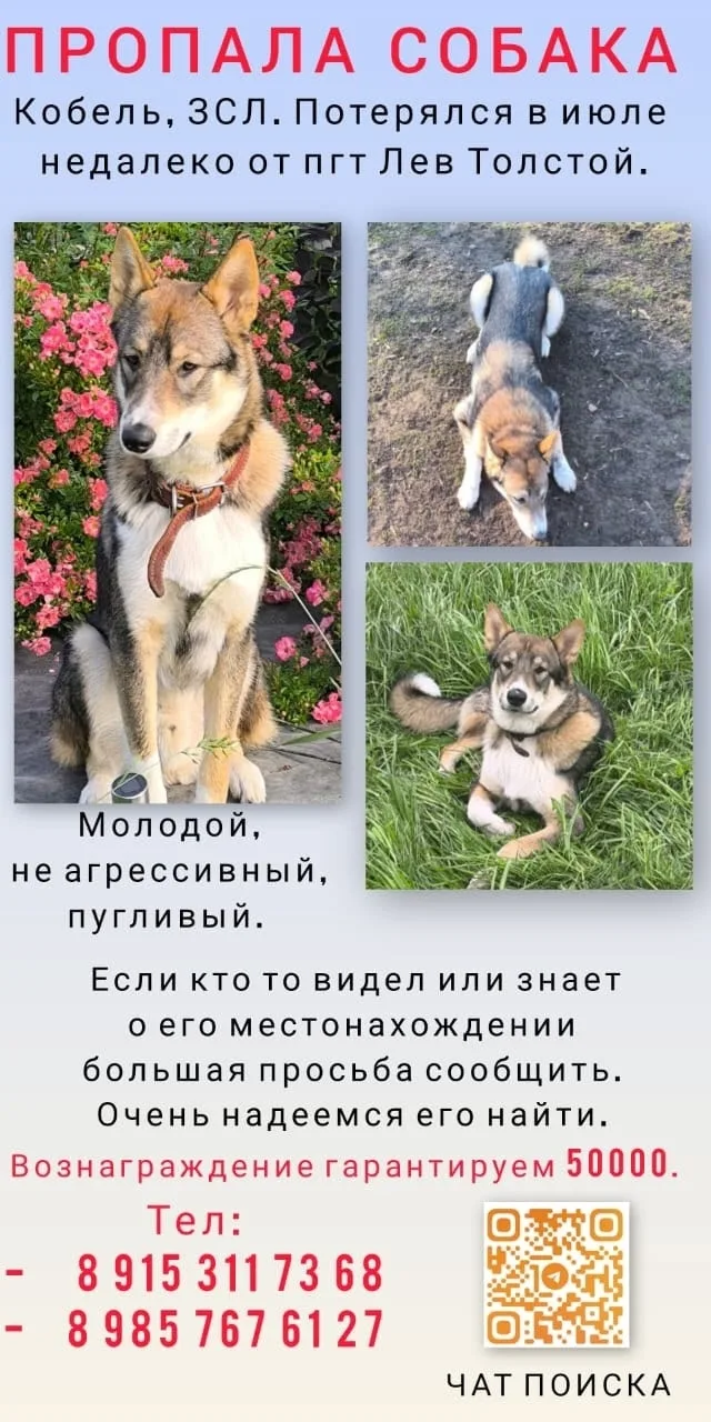 Найдена собака в Тамбове — фото питомца