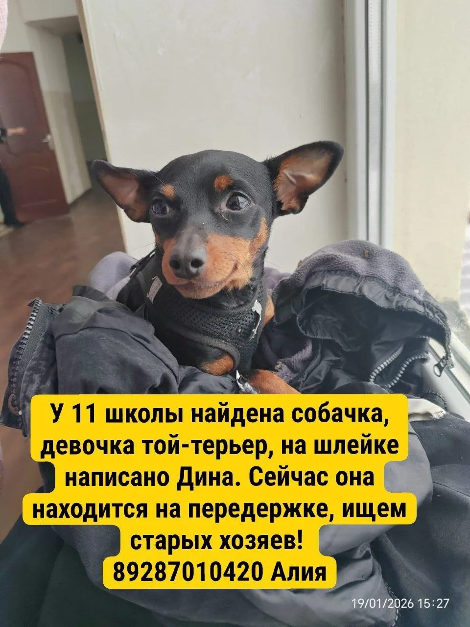 Найдена собака в Нальчике — фото питомца