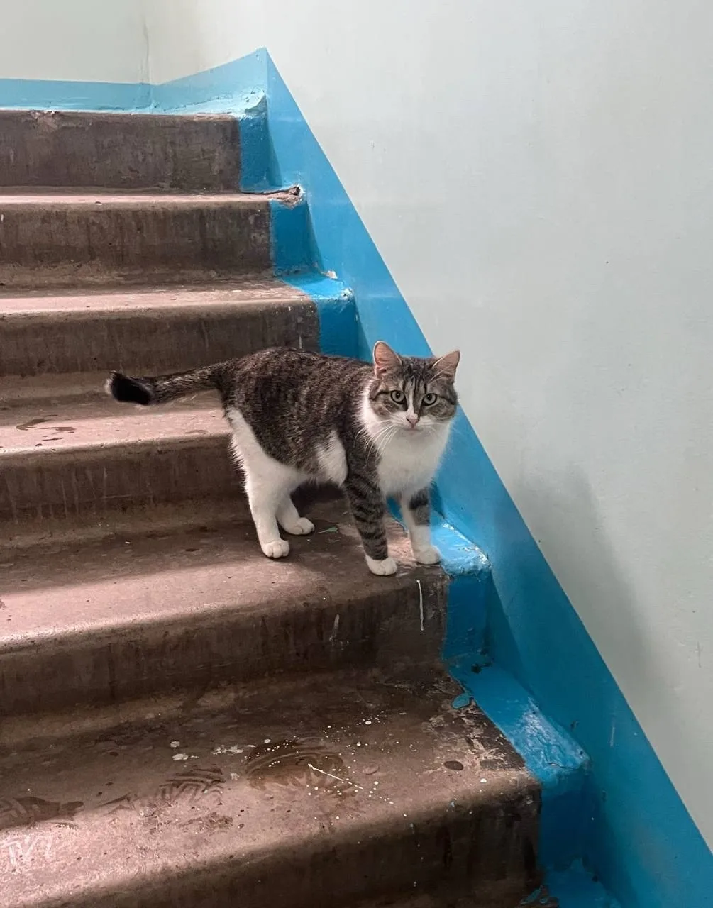 Найдена кошка в Нижнекамске — фото питомца