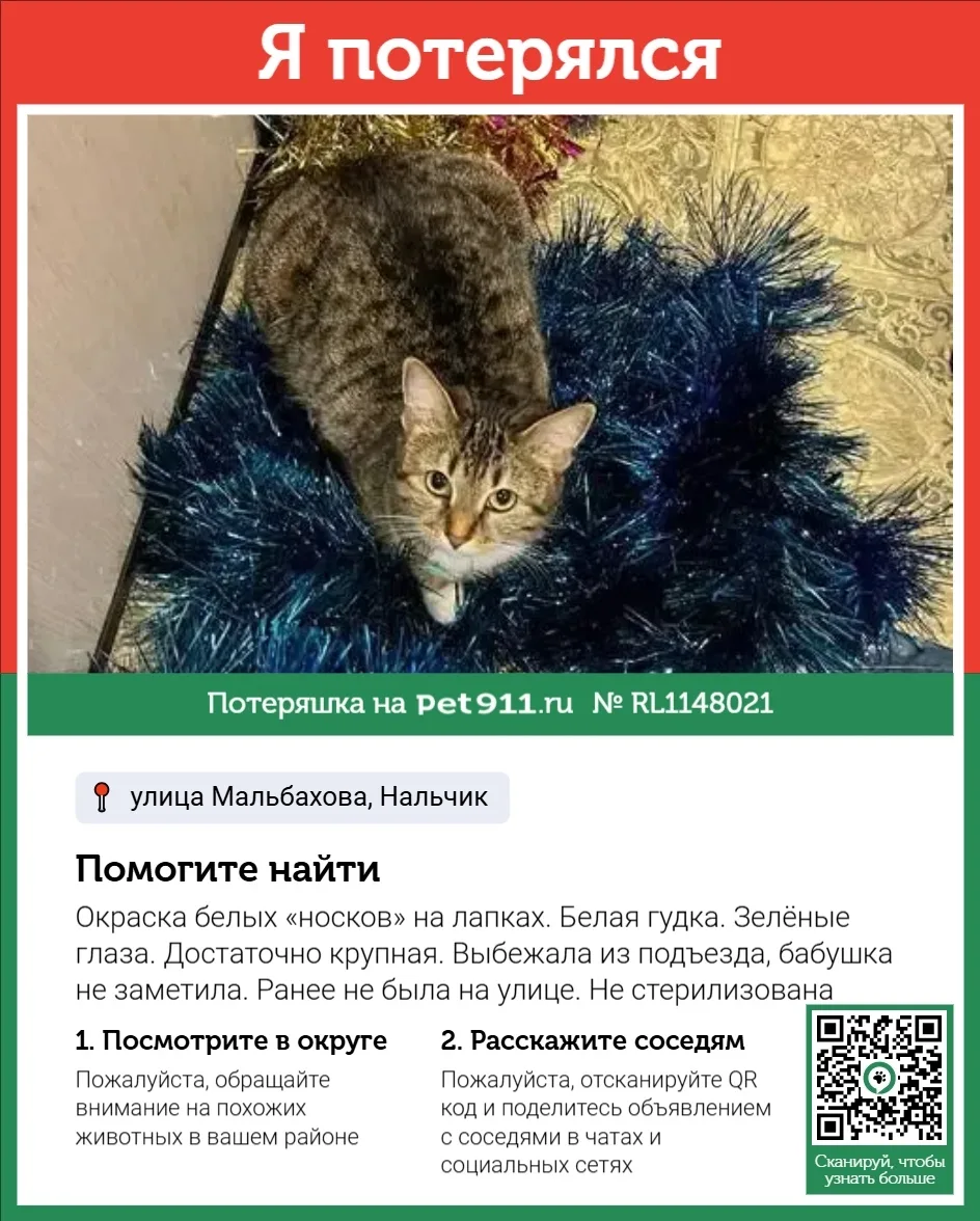 Пропала кошка в Нальчике — фото питомца