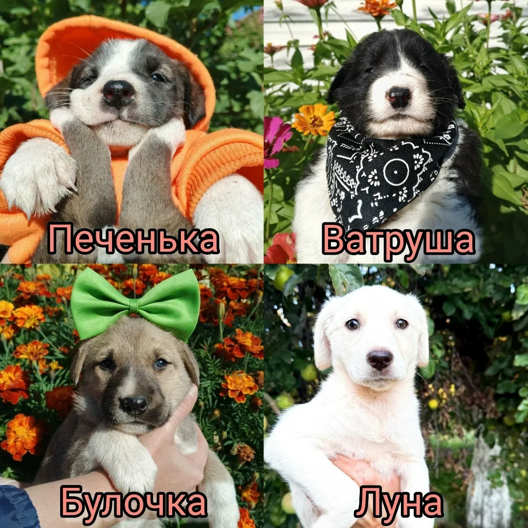 Найдена собака в Тамбове — фото питомца