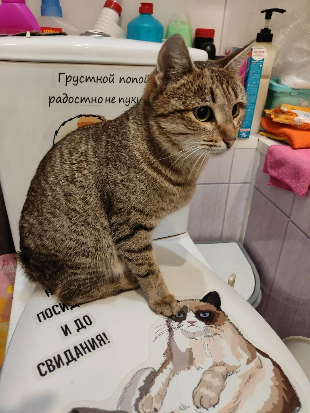 Найдена кошка в Нижнекамске — фото питомца