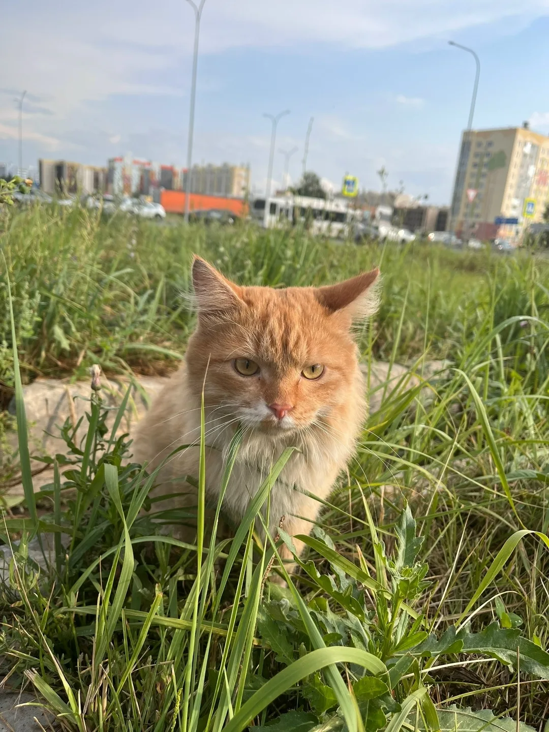 Пропала кошка в Нижнекамске — фото питомца