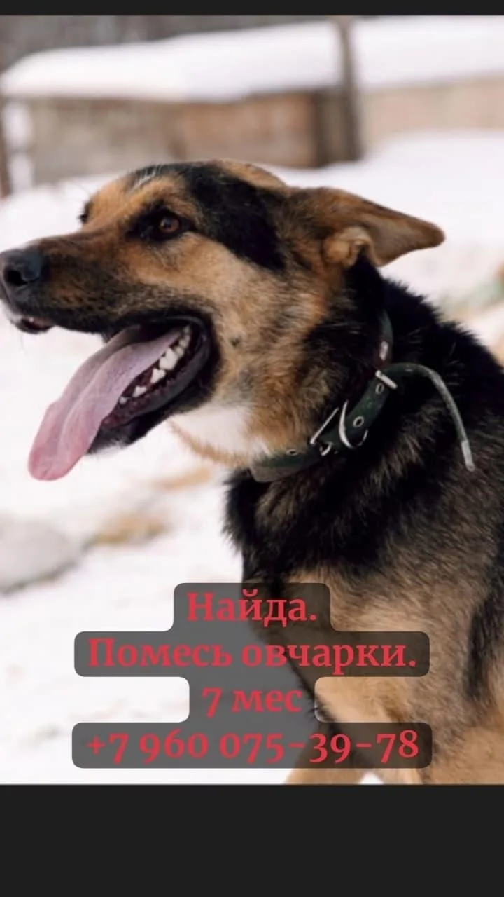 Найдена собака в Нижнекамске — фото питомца