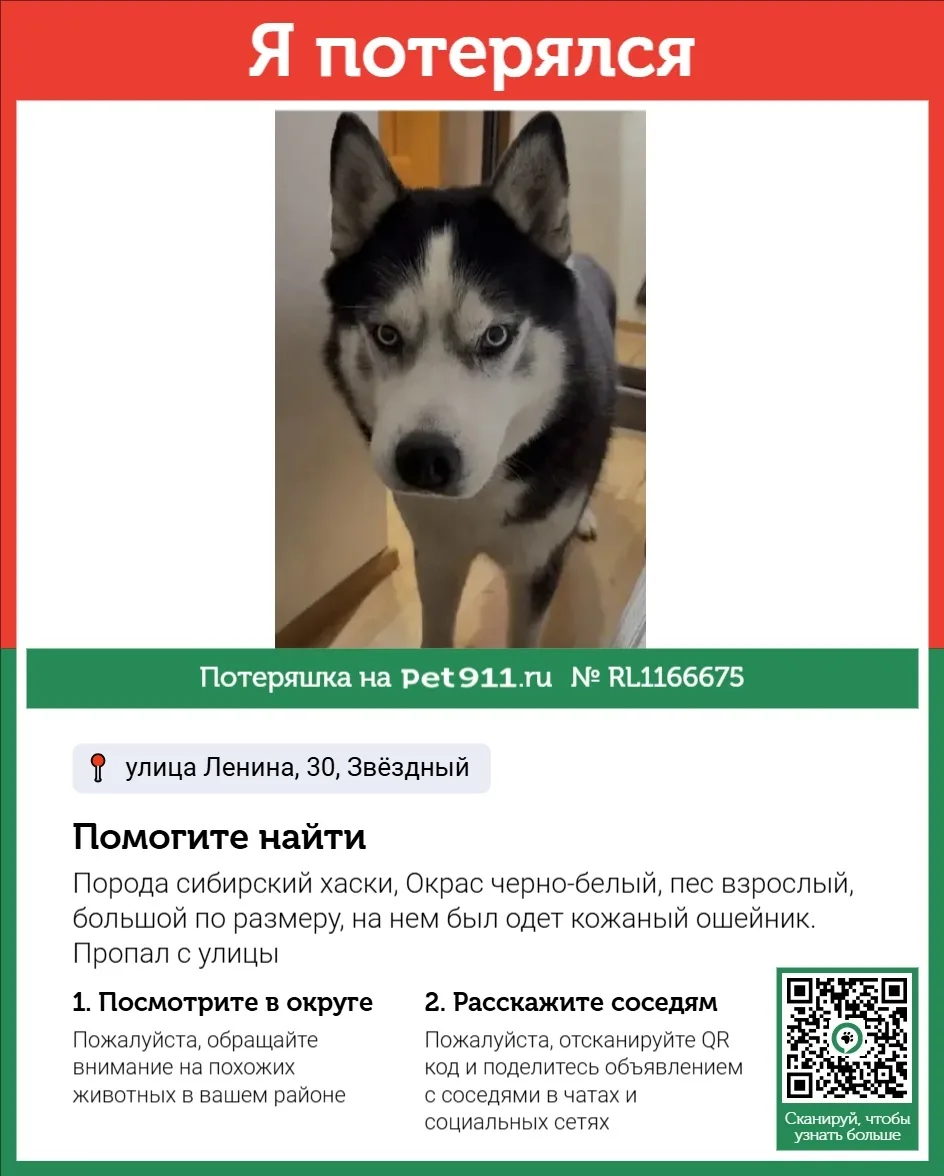 Пропала собака в Нальчике — фото питомца