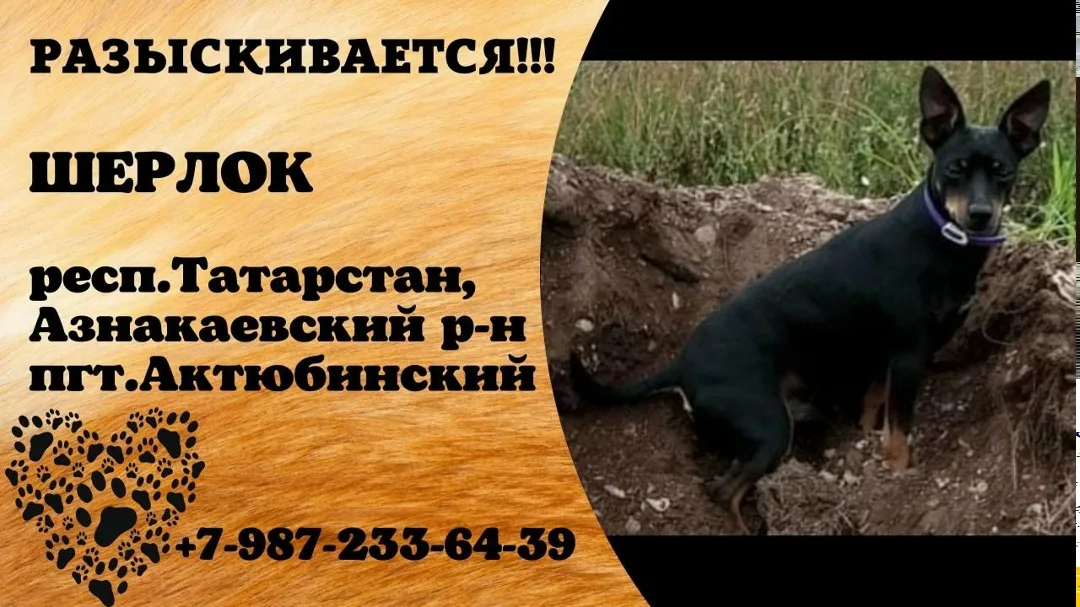 Пропала собака в Нижнекамске — фото питомца