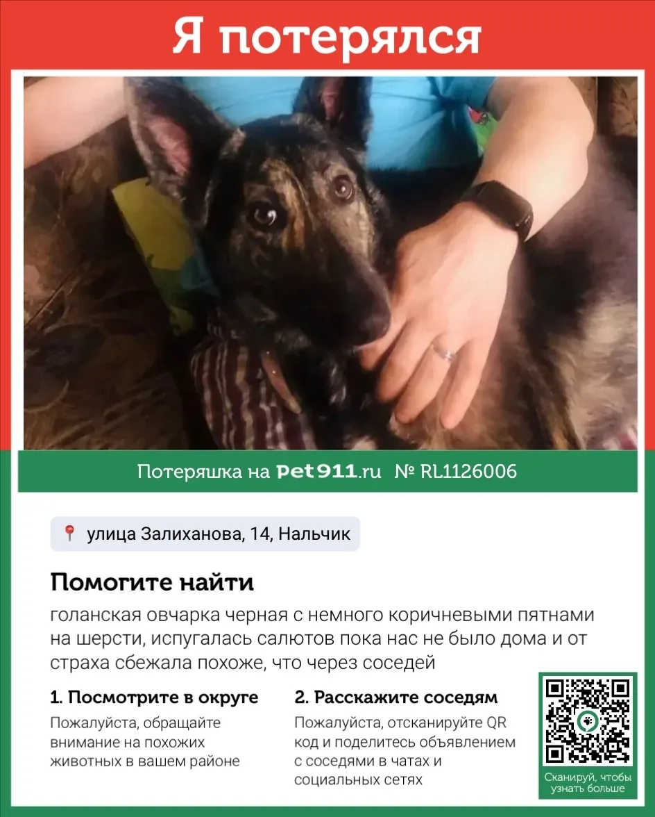 Пропала собака в Нальчике — фото питомца