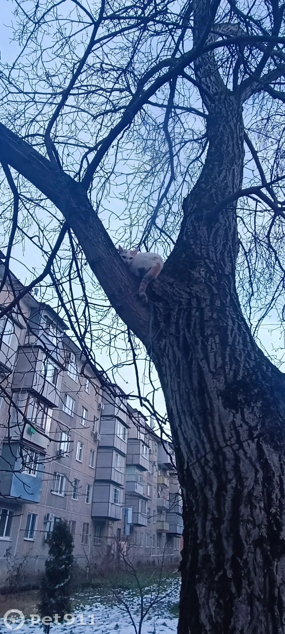 Найдена кошка в Нальчике — фото питомца