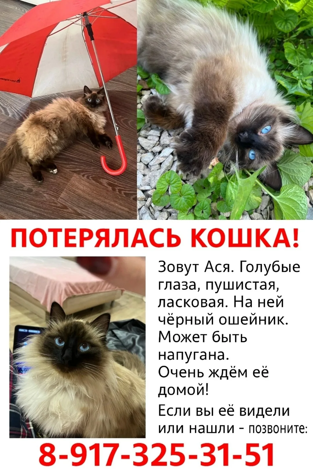 Пропала кошка в Энгельсе — фото питомца