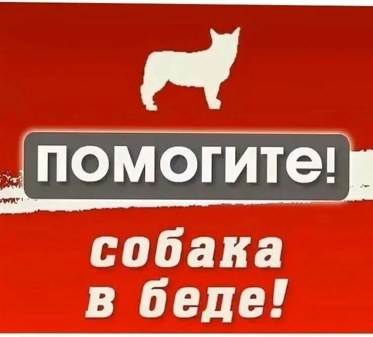 Пропала собака в Энгельсе — фото питомца