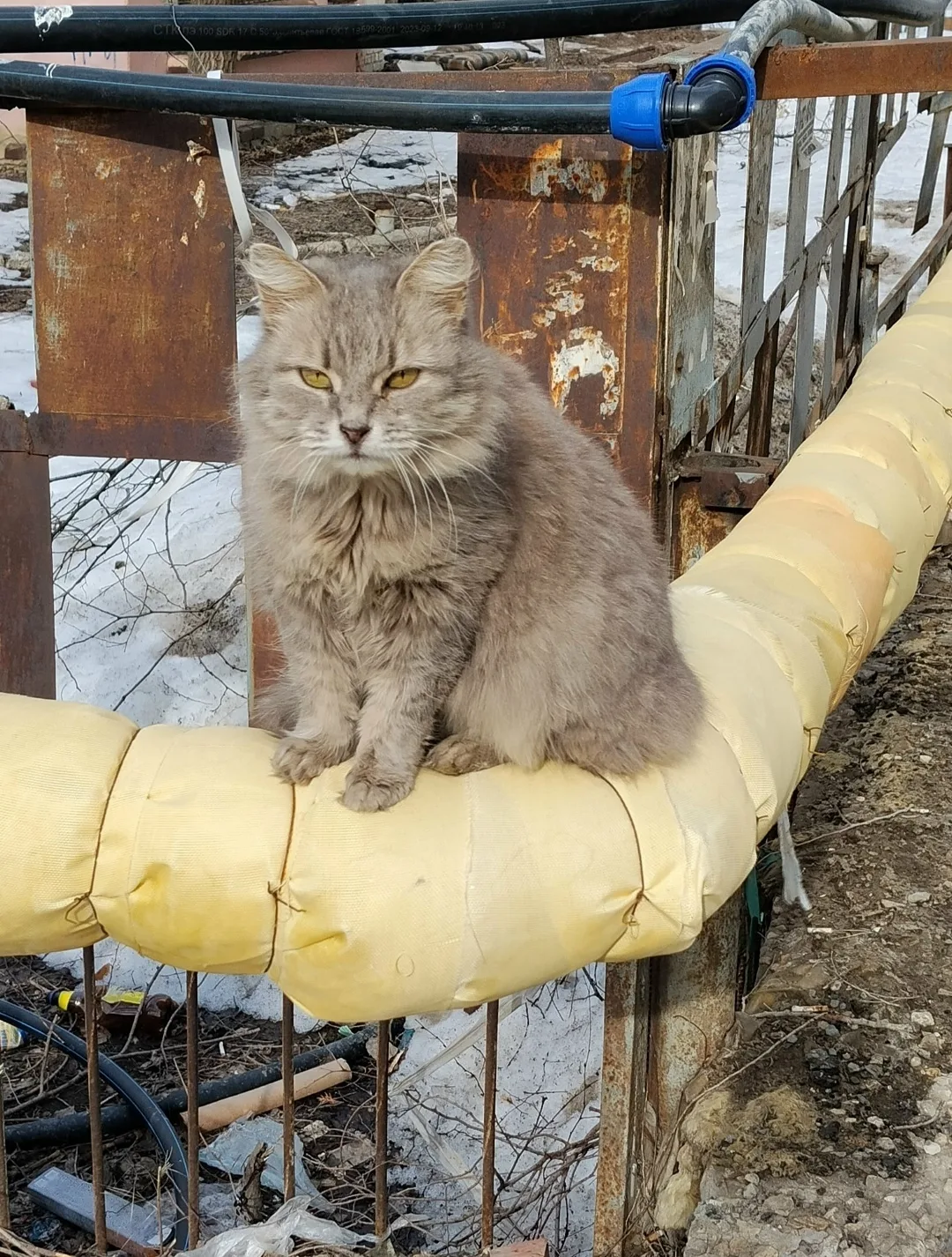 Найдена собака в Энгельсе — фото питомца