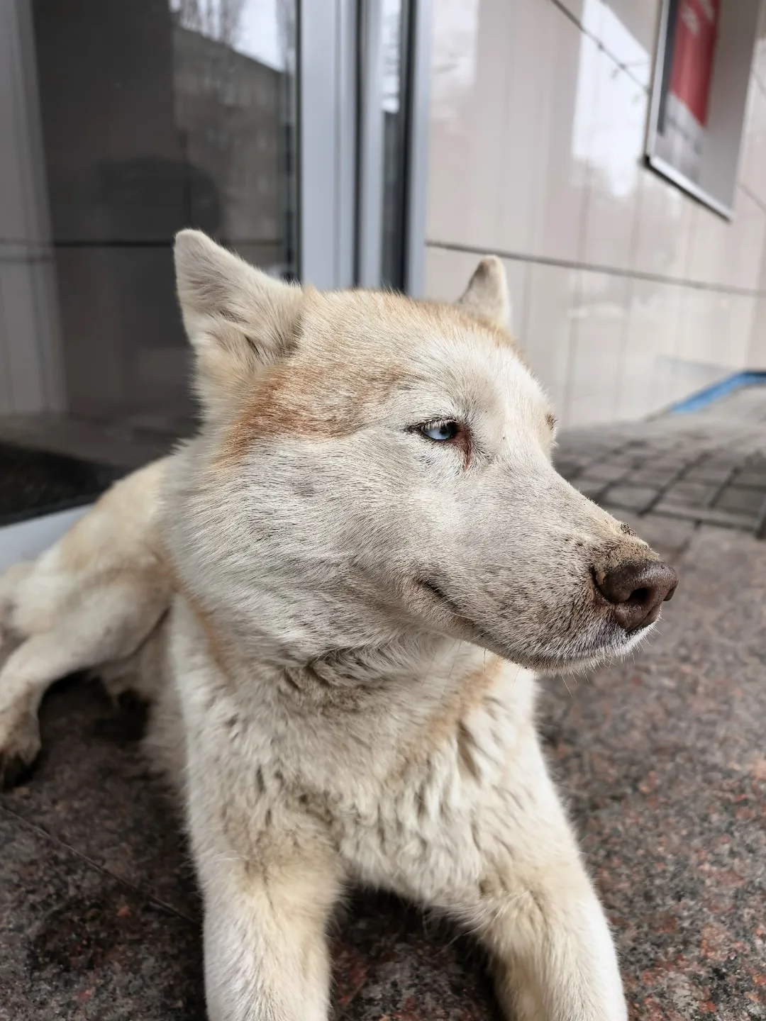 Найдена собака в Энгельсе — фото питомца