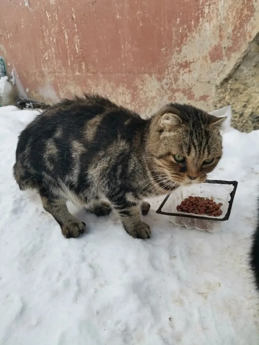 Пропала собака в Энгельсе — фото питомца