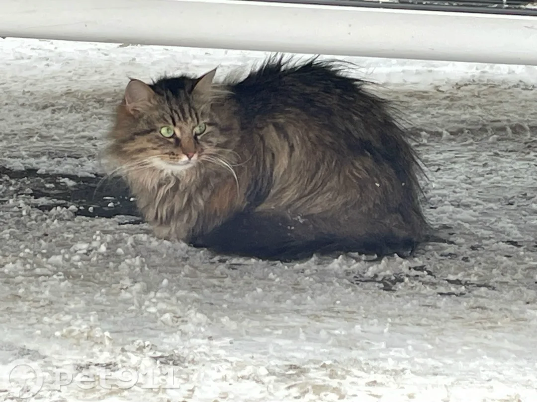 Найдена кошка в Петрозаводске — фото питомца