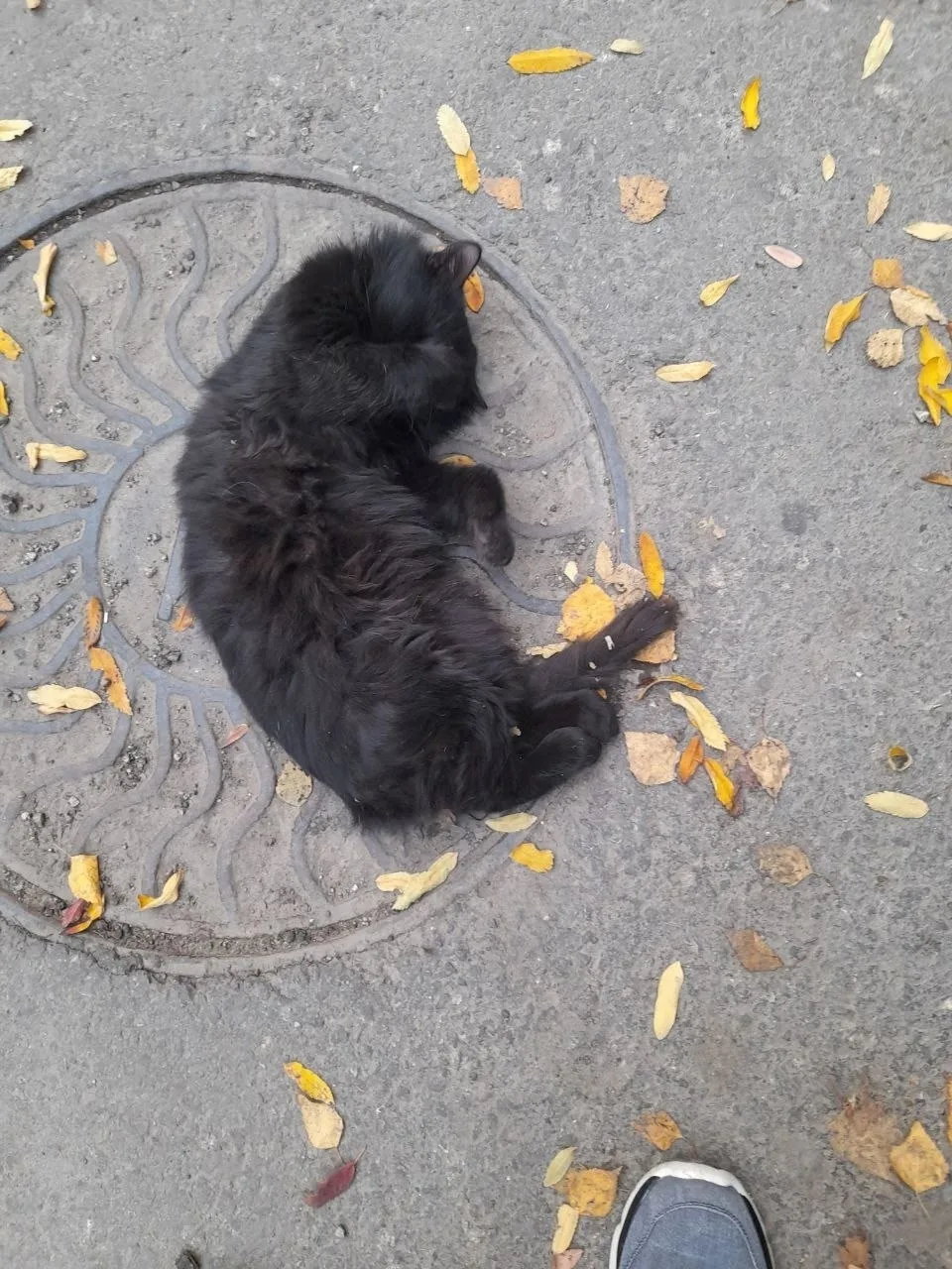 Пропала кошка в Энгельсе — фото питомца