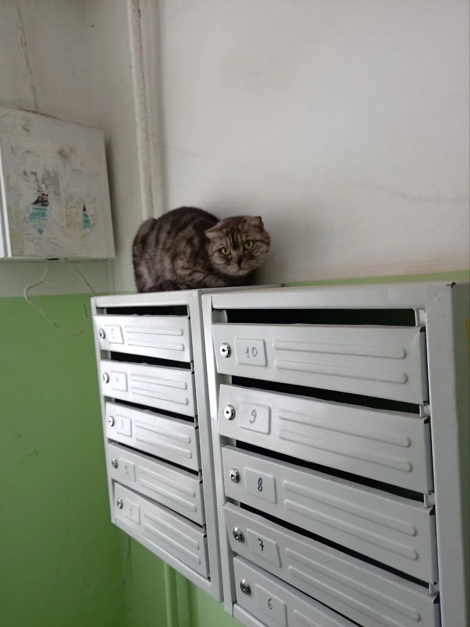 Найдена кошка в Энгельсе — фото питомца