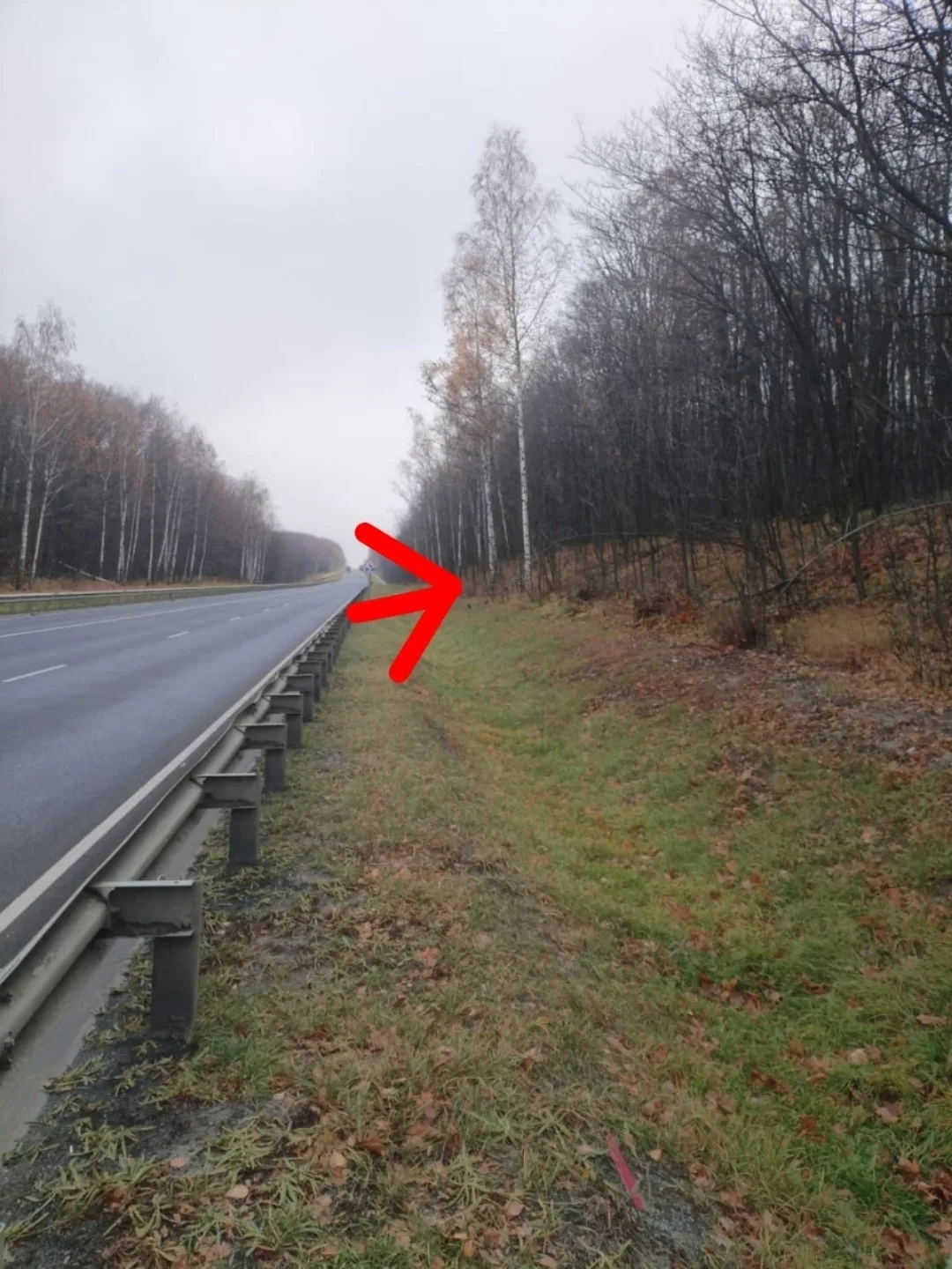 Пропала кошка в Энгельсе — фото питомца