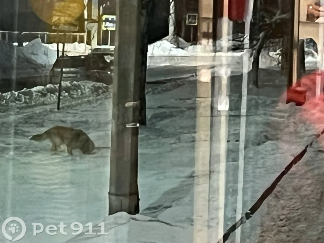Найдена собака в Петрозаводске — фото питомца