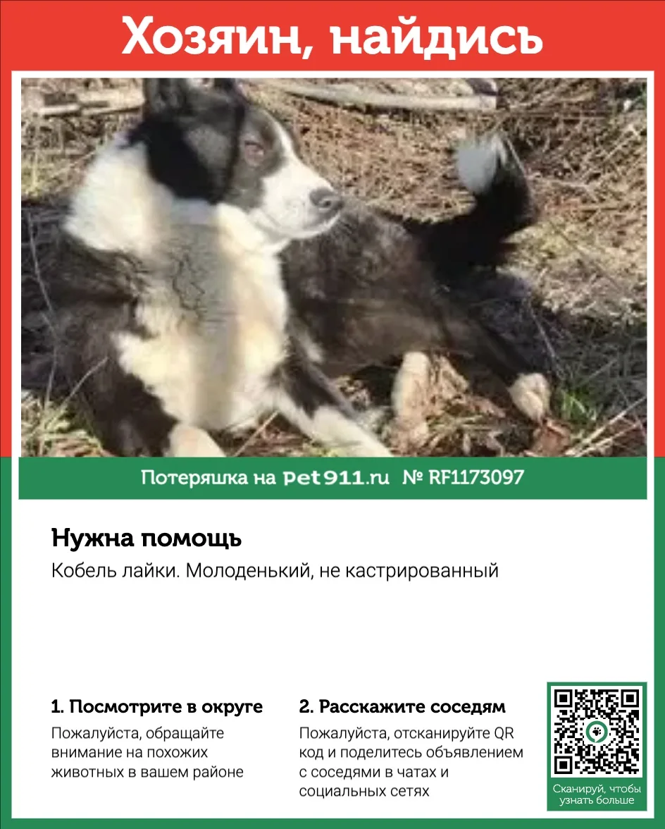 Найдена собака в Москве — фото питомца