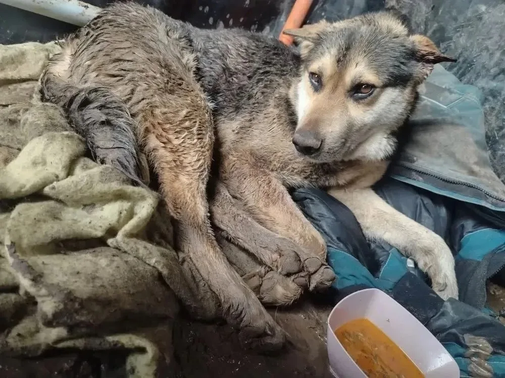 Найдена собака в Энгельсе — фото питомца