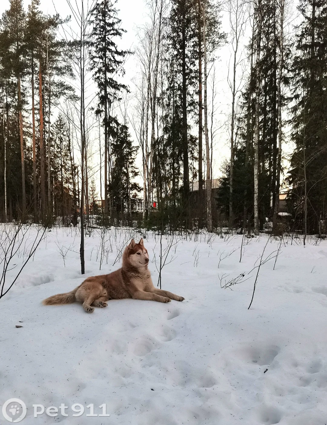 Найдена собака в Петрозаводске — фото питомца