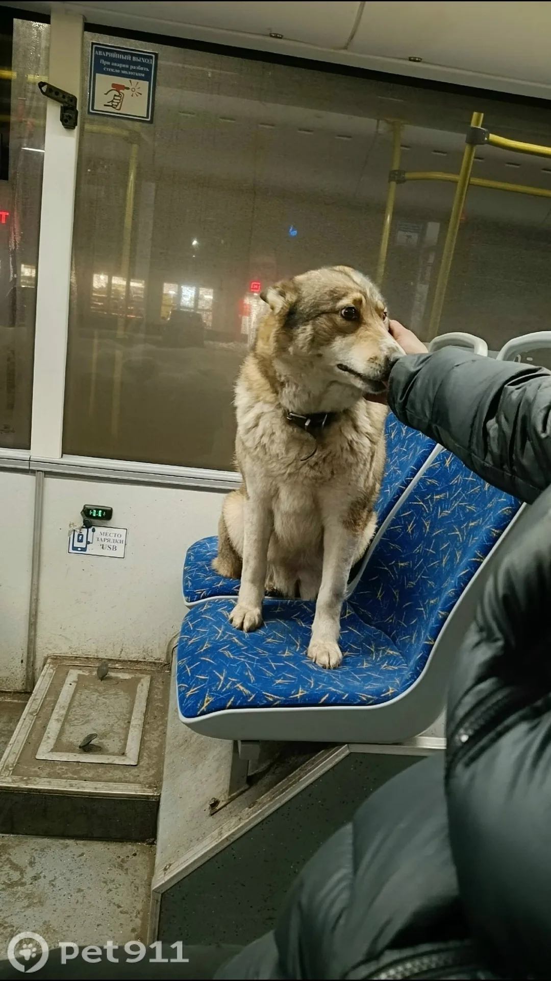 Найдена собака в Петрозаводске — фото питомца