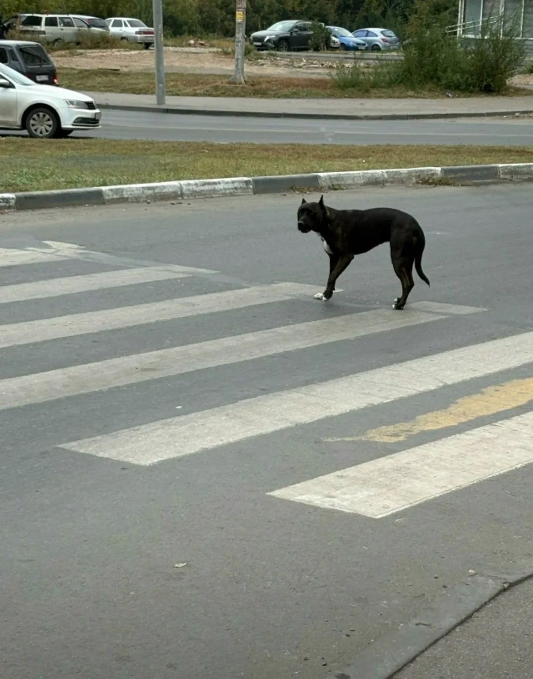 Пропала собака в Энгельсе — фото питомца