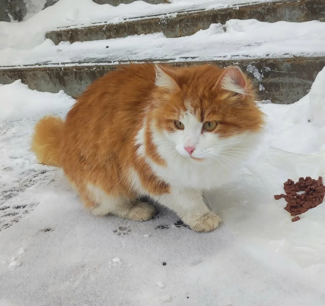 Пропала кошка в Энгельсе — фото питомца