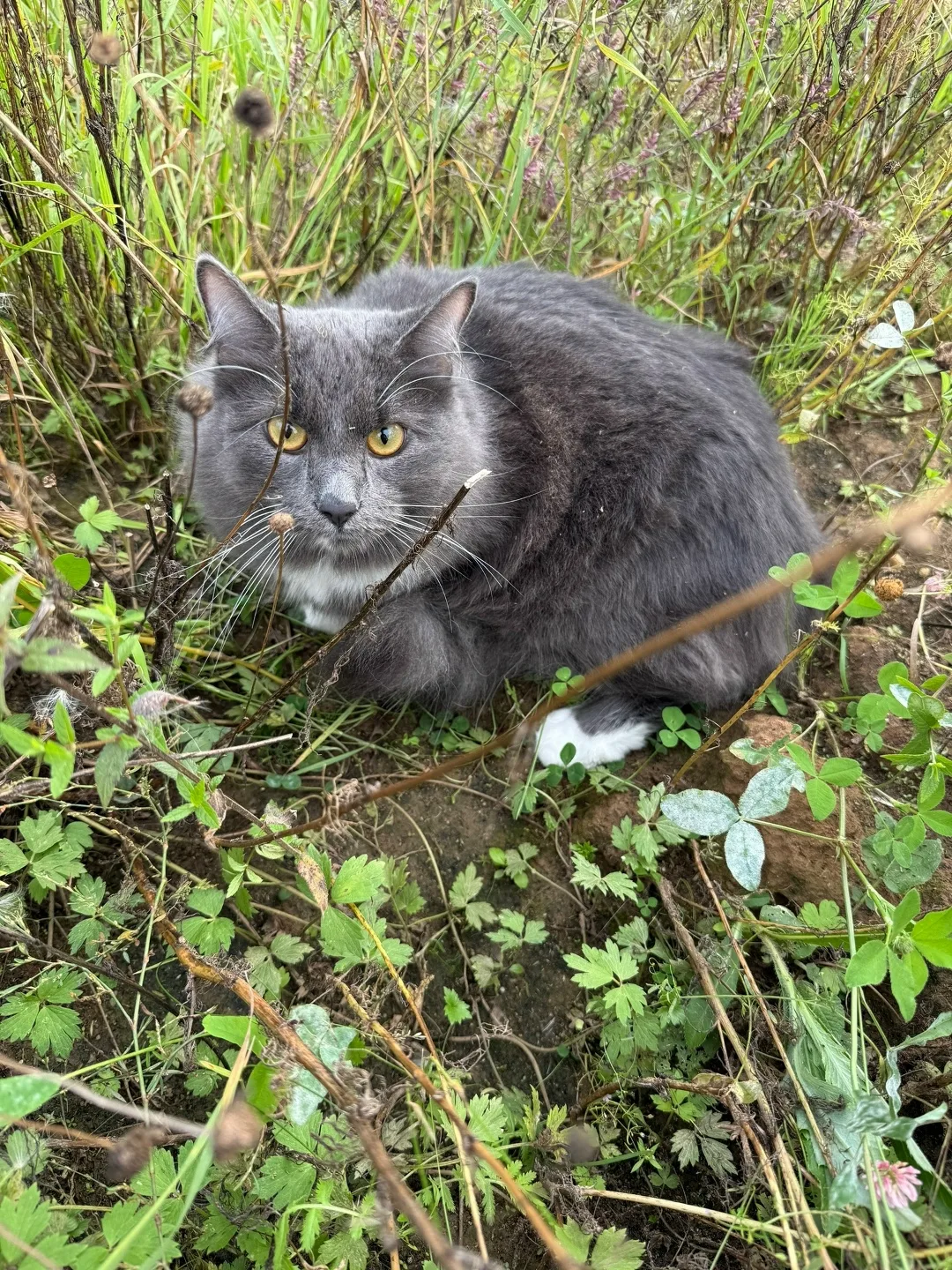 Найдена кошка в Домодедове — фото питомца