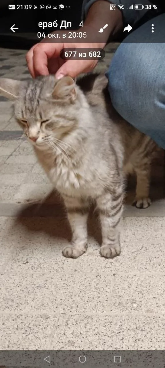 Найдена кошка в Домодедове — фото питомца