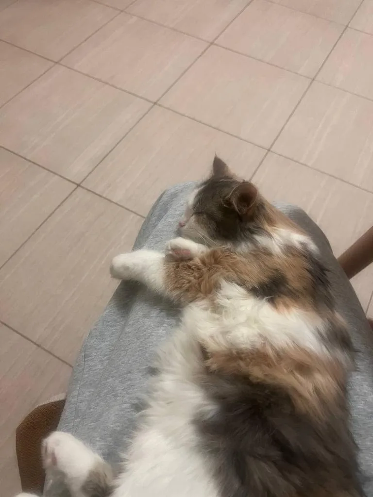 Пропала кошка в Домодедове — фото питомца