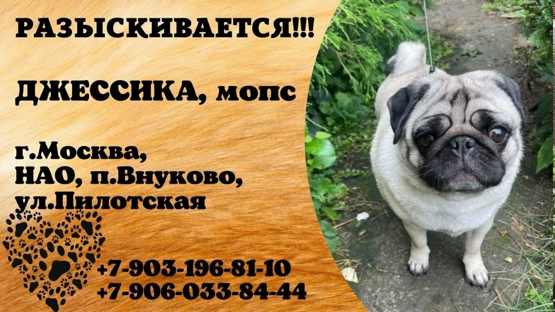 Пропала собака в Домодедове — фото питомца