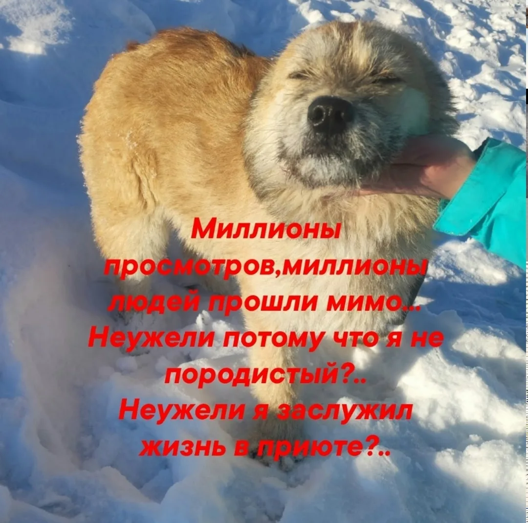Найдена собака в Сыктывкаре — фото питомца