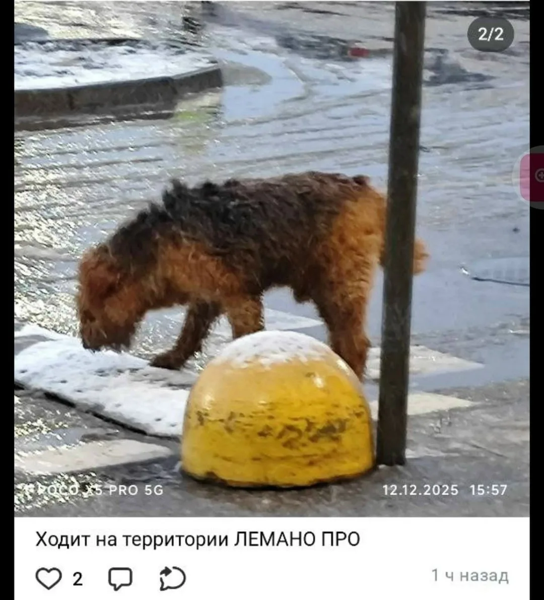 Пропала собака в Домодедове — фото питомца