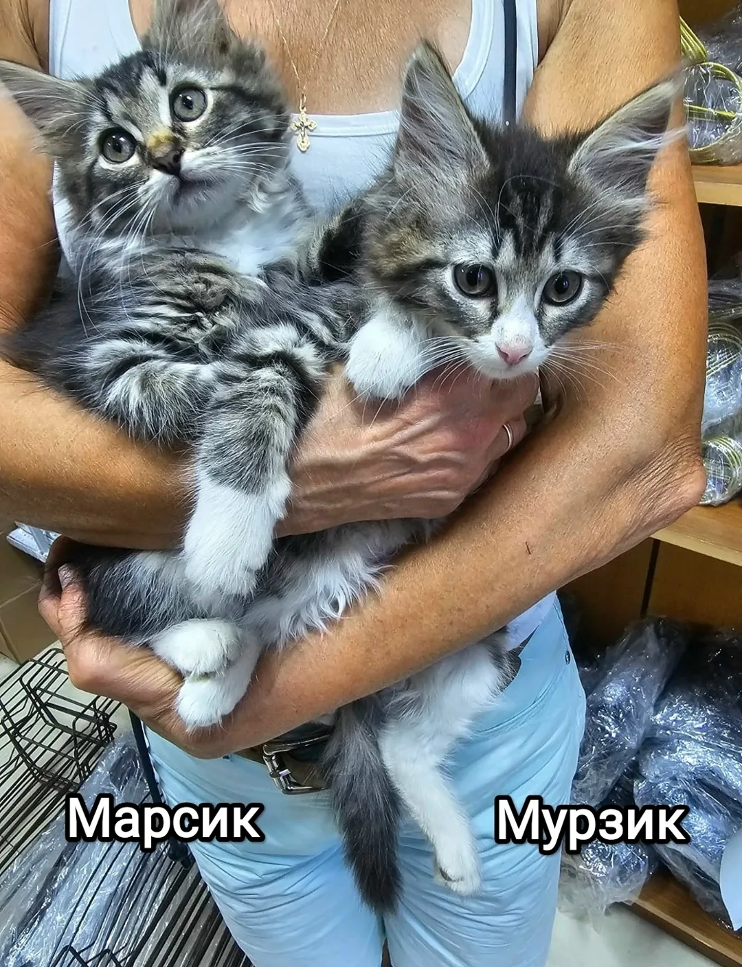 Пропала кошка в Домодедове — фото питомца