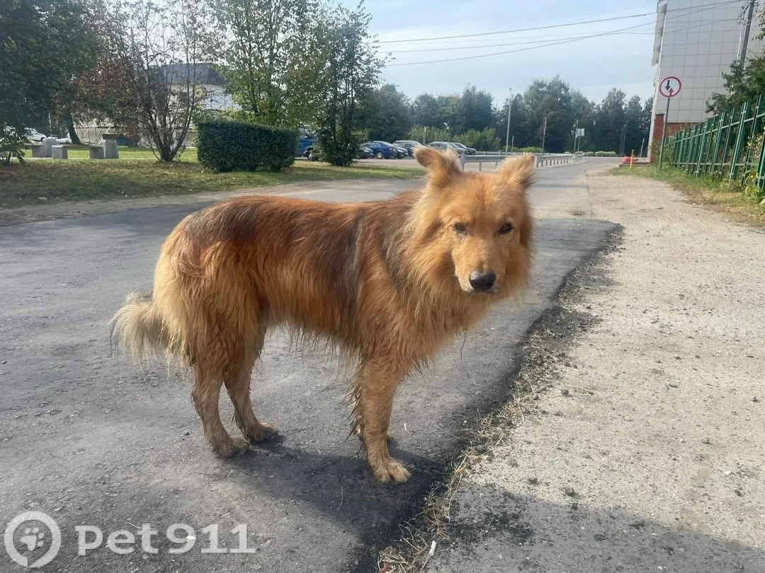 Найдена собака в Домодедове — фото питомца