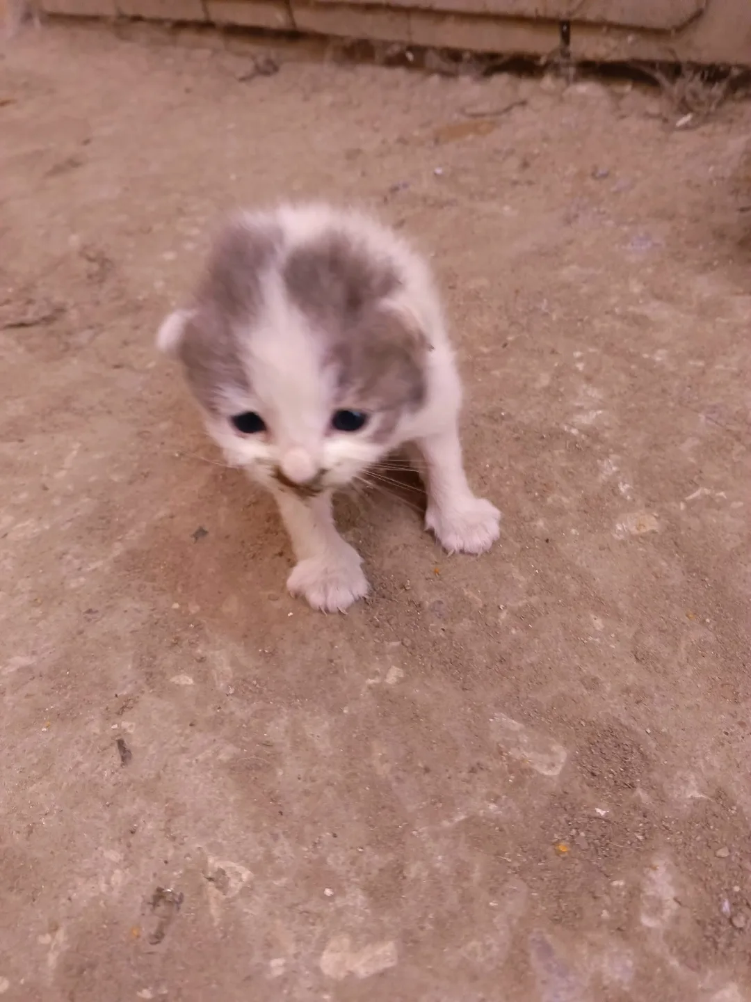 Найдена кошка в Домодедове — фото питомца