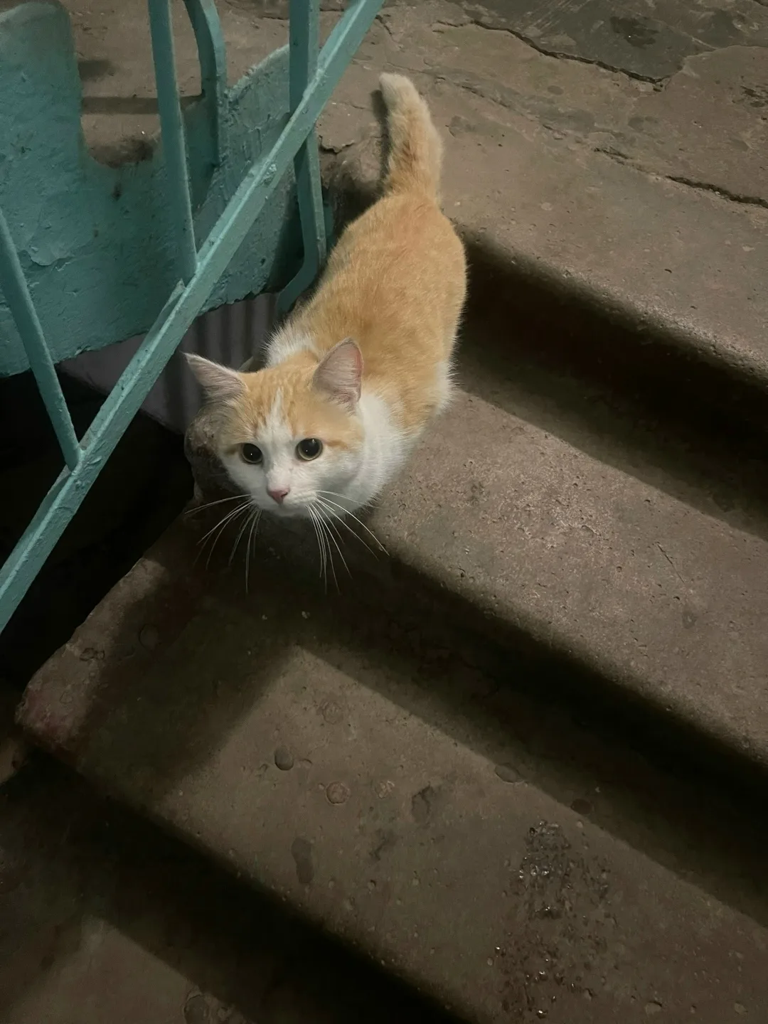 Найдена кошка в Сыктывкаре — фото питомца